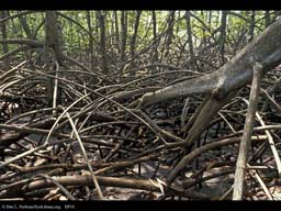 Red Mangrove stilt roots, Rhizophora, Costa Rica