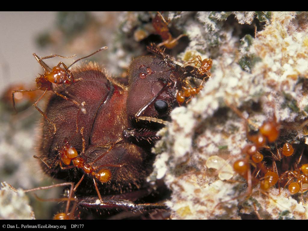 Leaf Cutter Ants Queen Leaf Cutter Ants Queen