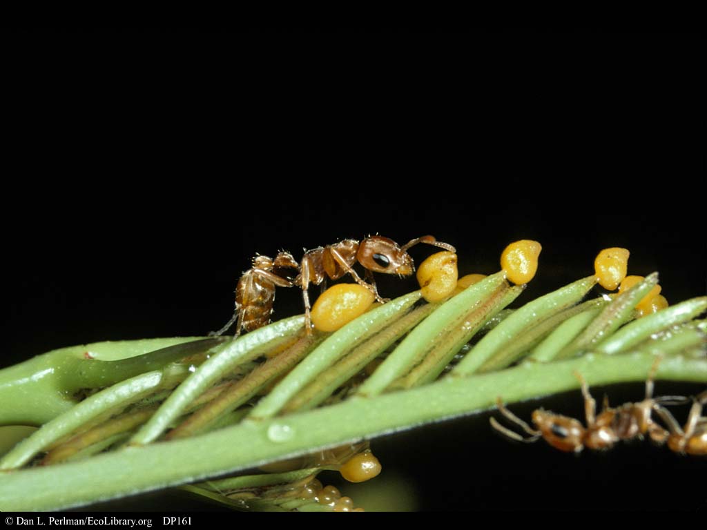 acacia tree ants