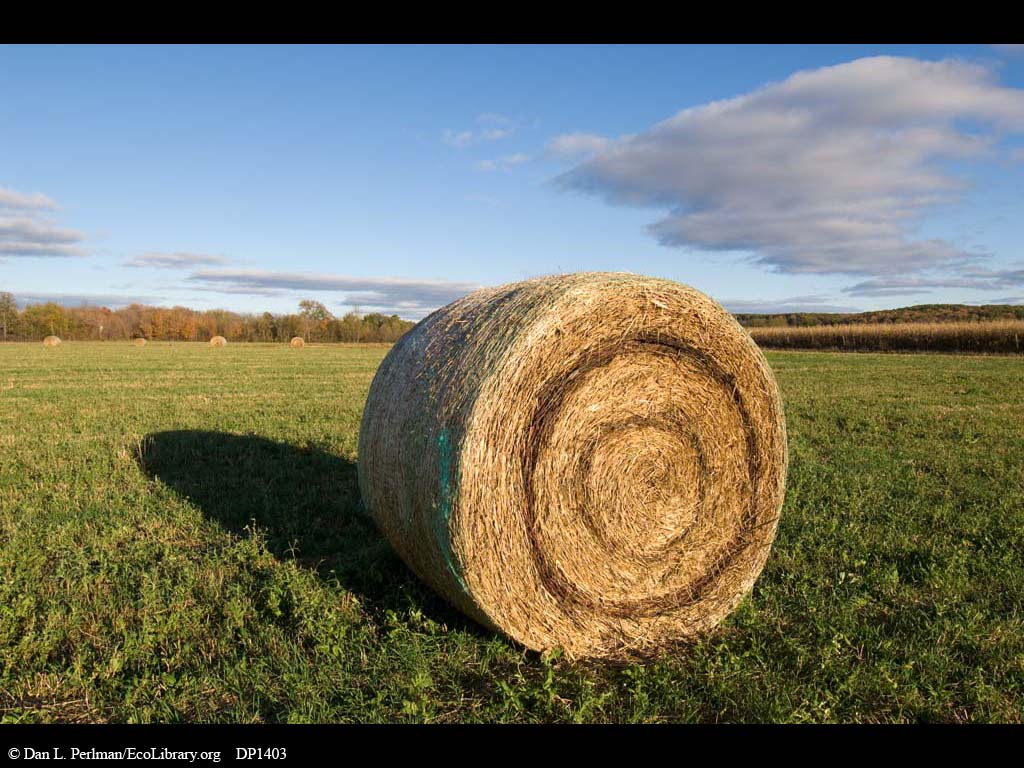 http://www.ecolibrary.org/images/full_image/Hay_roll_in_Wisconsin_field_DP1403.jpg