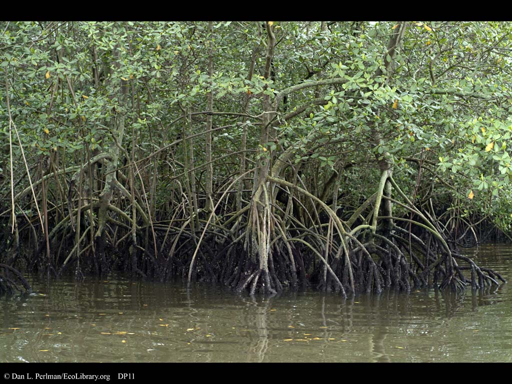 Mangroves Pics