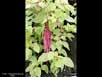 Amaranth 
