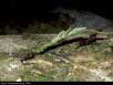 Leaf cutter ants carrying leaf 