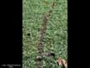Leaf cutter ant trail 