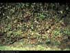 Leaf cutter ant trail 