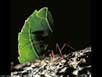 Leaf cutter ant 