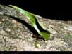 Leaf cutter ant carrying leaf 