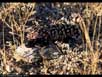 Gila monster 