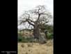 Baobab trees chewed by elephants 