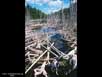 Beaver pond 