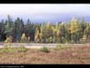 Bog & boreal forest 