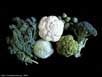 Brassica oleracea 