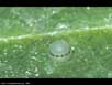 Butterfly egg 