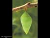 Butterfly pupa 