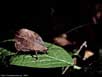 Camouflaged katydid at night 