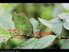 Camouflaged katydid with text 