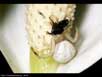 Camouflaged crab spider 
