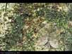 Camouflaged moth 
