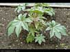 Castor oil plant 