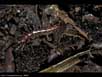 Centipede on leaf litter 