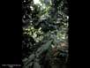Coffee grown with shade 