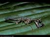 Mantis fly 