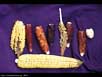 Corn or maize 