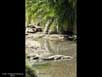 Crocodile in riverside forest 