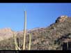 Desert with saguaro cactus 