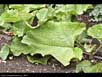 Burdock 