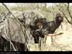 Elephant feeding 