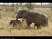 Elephant parental behavior 