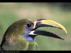 Emerald toucanet 