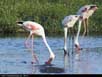 Flamingos feeding 