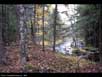 Forest & stream 