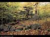 Forest age comparisons 