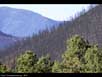 Forest fire aftermath 