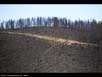 Forest fire aftermath 
