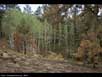 Forest fire aftermath 