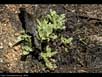 Forest fire regrowth 