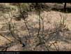 Forest fire regrowth 
