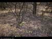 Forest fire regrowth 