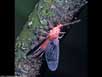 Scale insect male 