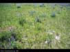 Grassland with flowers 