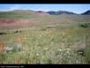 Grasslands 