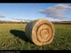 Hay roll 