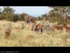 Savanna scene (2 of 3) 