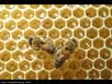 Honeybee nest 