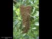 Honeybee swarm 