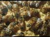 Honeybees in nest 